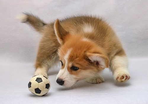 corgi chiot qui joue
