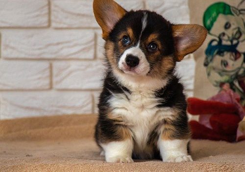 Welsh Corgi Pembroke : caractère, prix, éducation, élevage