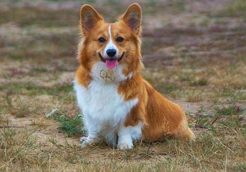 corgi éducation canine