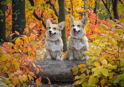 corgi male et femelle