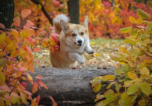 corgi qui fait du sport