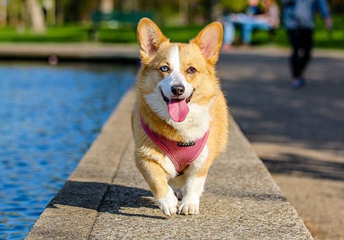 corgi aux yeux verron