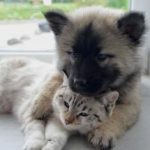 cout de l'assurance animaux