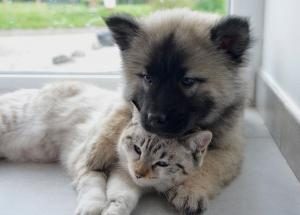 cout de l'assurance animaux
