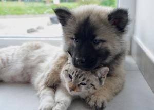 cout de l'assurance animaux
