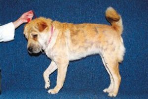 un chien atteint de démodécie généralisée