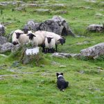 dressage chien de troupeau