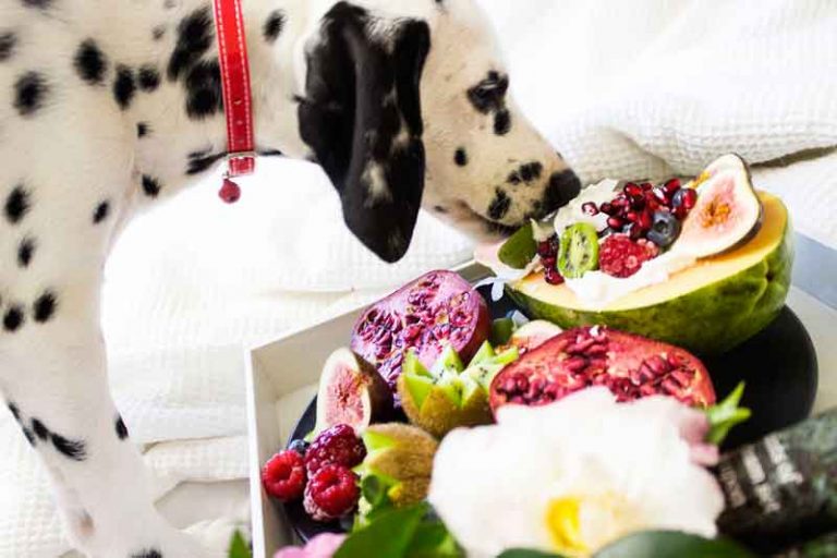 Mon chien peutil manger des noix ?