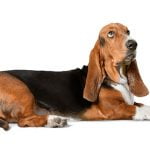 Basset hound race