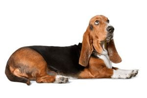 Basset hound race