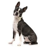Race Boston Terrier