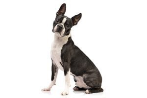 Race Boston Terrier
