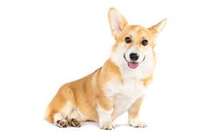 Race Welsh Corgi