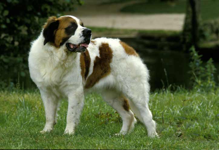Saint Bernard