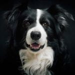 Un salon canin pour le bien-être du chien