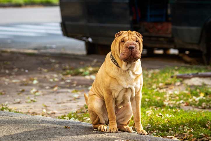 Shar Pei