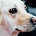 truffe décolorée du chien