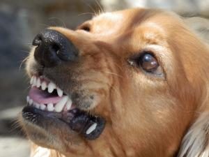 assurance morsure chien