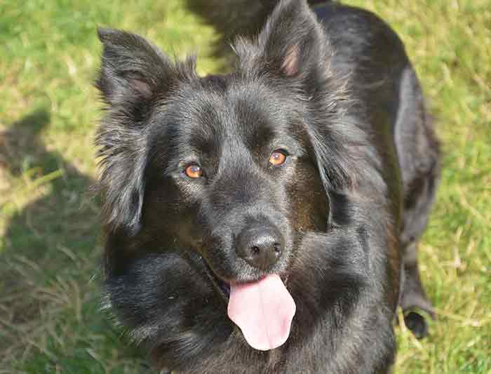 assurer un chien non identifié