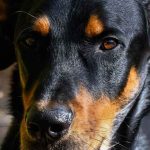 Le beauceron au cinéma