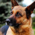 Le mégaœsophage du chien