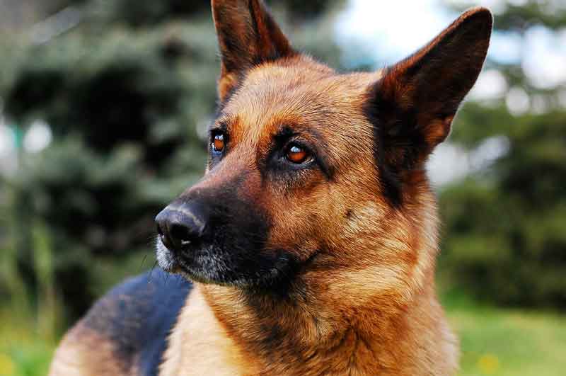 Megaœsophage Du Chien Causes Symptomes Diagnostic Et Traitement