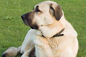 Berger Danatolie Ou Kangal éducation Caractère Santé