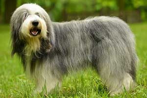 chien bobtail