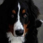 La méningite du chien