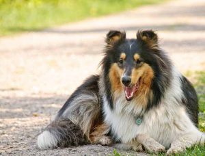 cancer chez le chien