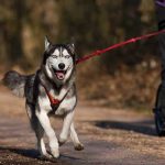 faire de la canitrottinette avec son chien