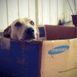 Mon chien a mangé du carton