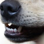 Chien qui claque des dents