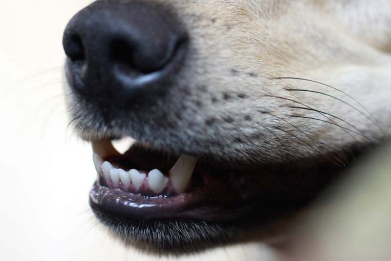 Mon chien perd ses dents causes, solutions et prévention