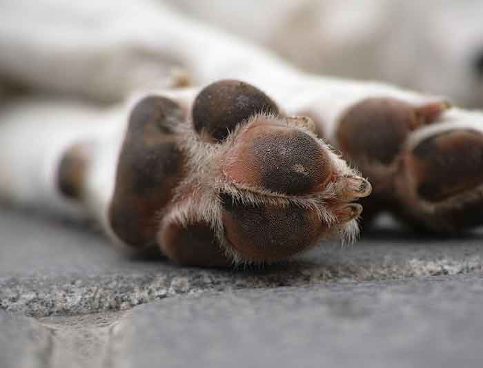démarches décès du chien