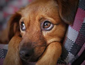 dépression chez le chien