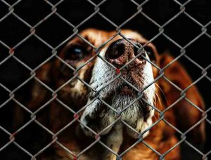mise en quarantaine du chien