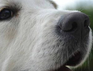 chien qui a le nez qui coule