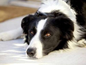 mon chien perd ses poils