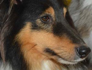 mon chien saigne du nez