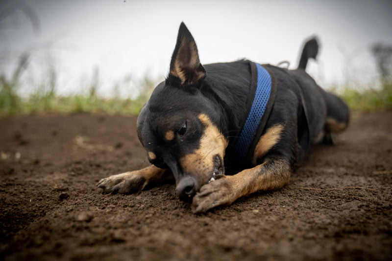 chien qui se lèche la patte