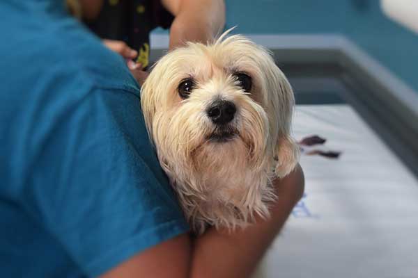 choisir un vétérinaire pour son chien