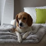 Couverture pour chien