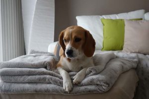 Couverture pour chien