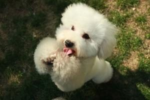 dog dancing