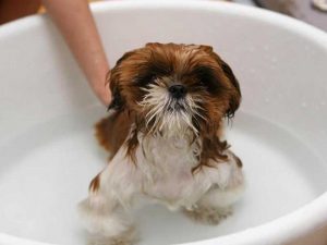 donner un bain à son chien