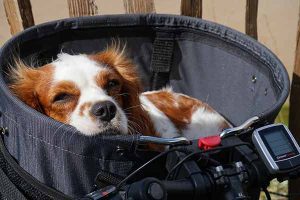 faire du vélo avec son chien