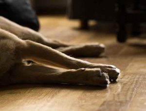 incinération du chien