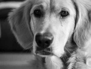 leishmaniose du chien