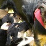 Mammites de la chienne